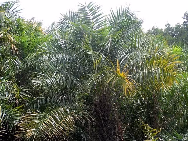 Tuy nhiên, đuông chà là rất hiếm, chỉ những cây chà là hoang dại, sống sâu trong rừng ngập mặn mới có đuông. Ảnh: DacsanCaMau