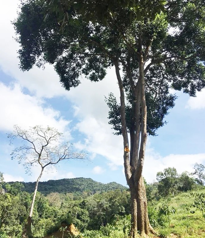 Cây kơ nia có nguồn gốc ở Châu Phi và Đông Nam Á. Ở Việt Nam, loài cây này tập trung nhiều tại các tỉnh Tây Nguyên. Ảnh: Dân Việt