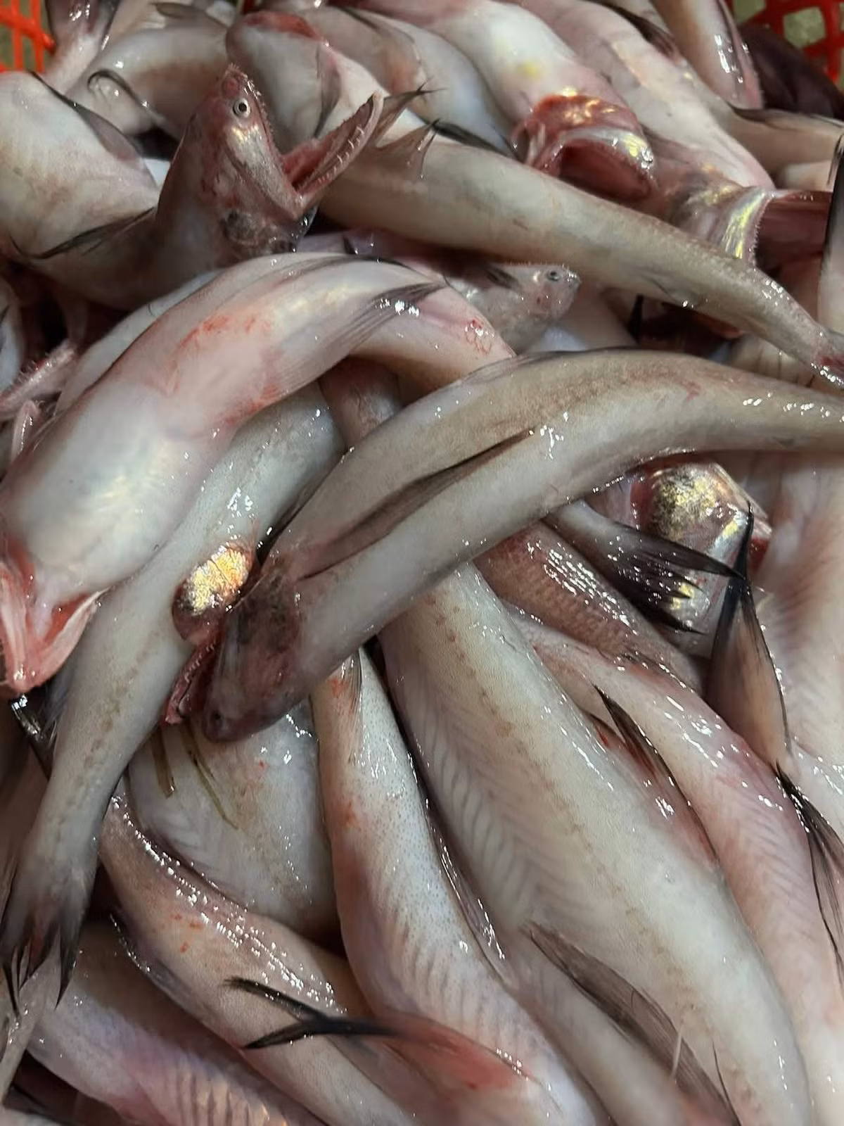 Một số nơi còn gọi cá khoai là cá cháo vì thịt cá mềm như cháo. Ảnh: Facebook