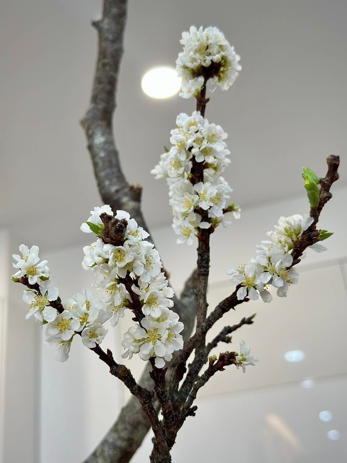 Tuy nhiên, chỉ cần để vài ngày và cắm trong nước, nụ hoa sẽ lớn dần và bung nở. Ảnh: Facebook