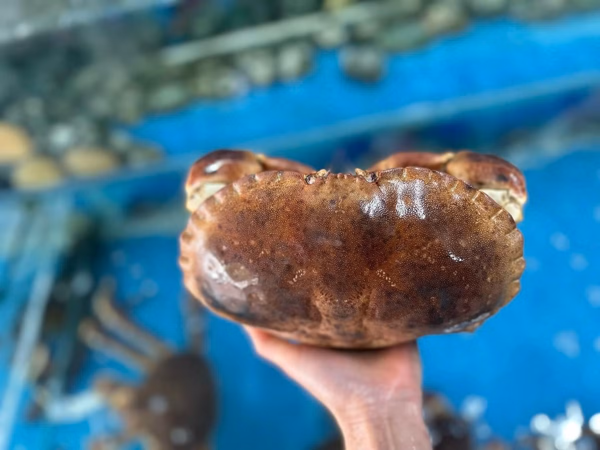 Cua nâu Na Uy được nhập khẩu về Việt Nam dưới dạng hàng sống và hàng đông lạnh. Ảnh: Ekago