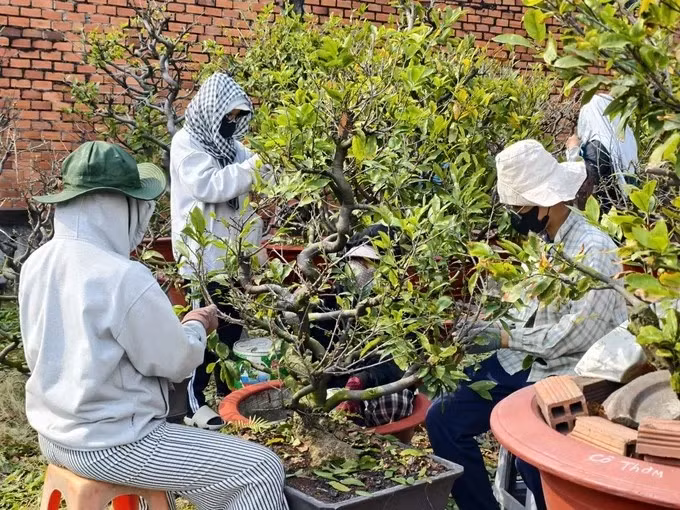 Công việc đơn giản nhưng đòi hỏi sự tỉ mỉ, chỉ cần lặt mạnh tay là có thể ảnh hưởng đến khả năng nở hoa đúng dịp. Ảnh: SGGP