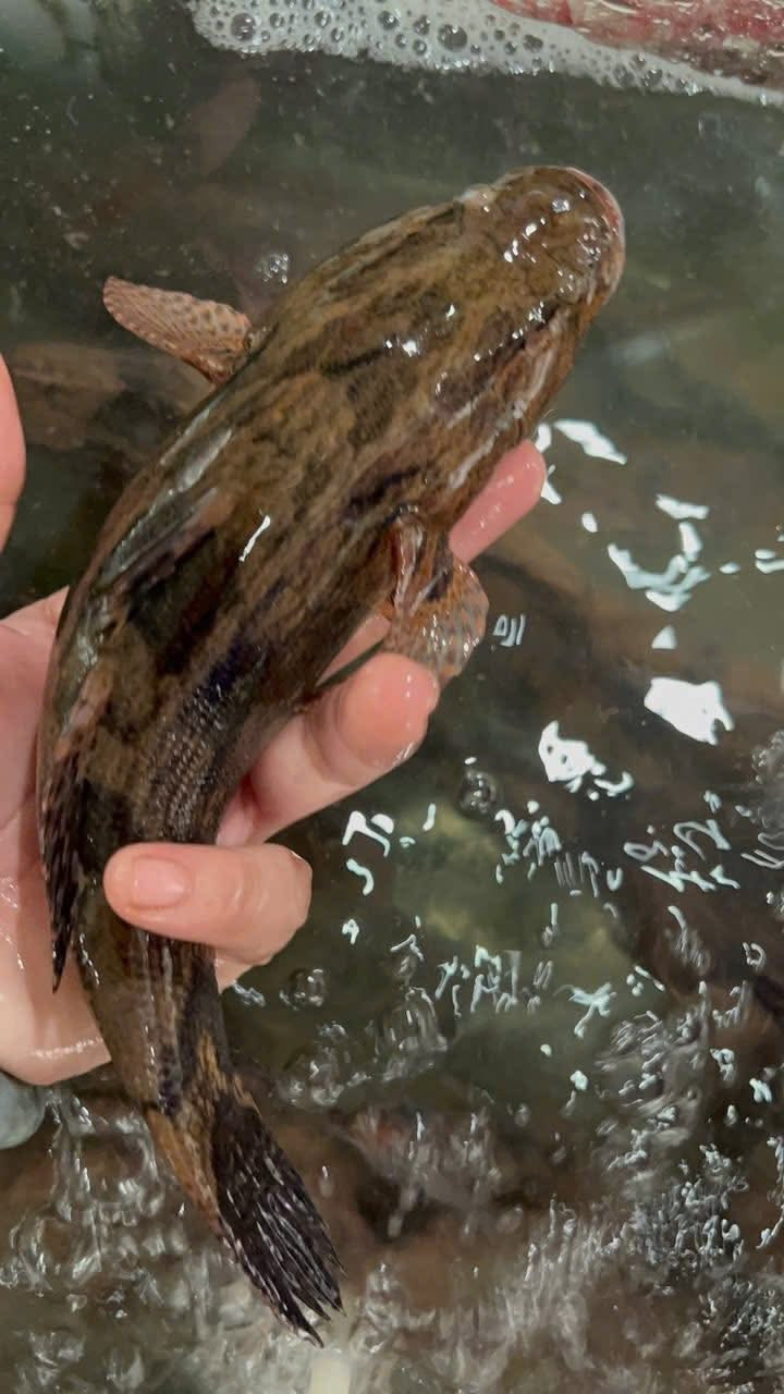 Loài cá này có thân tròn, vằn nâu loang nổ trên nền đen bóng. Ảnh: Facebook