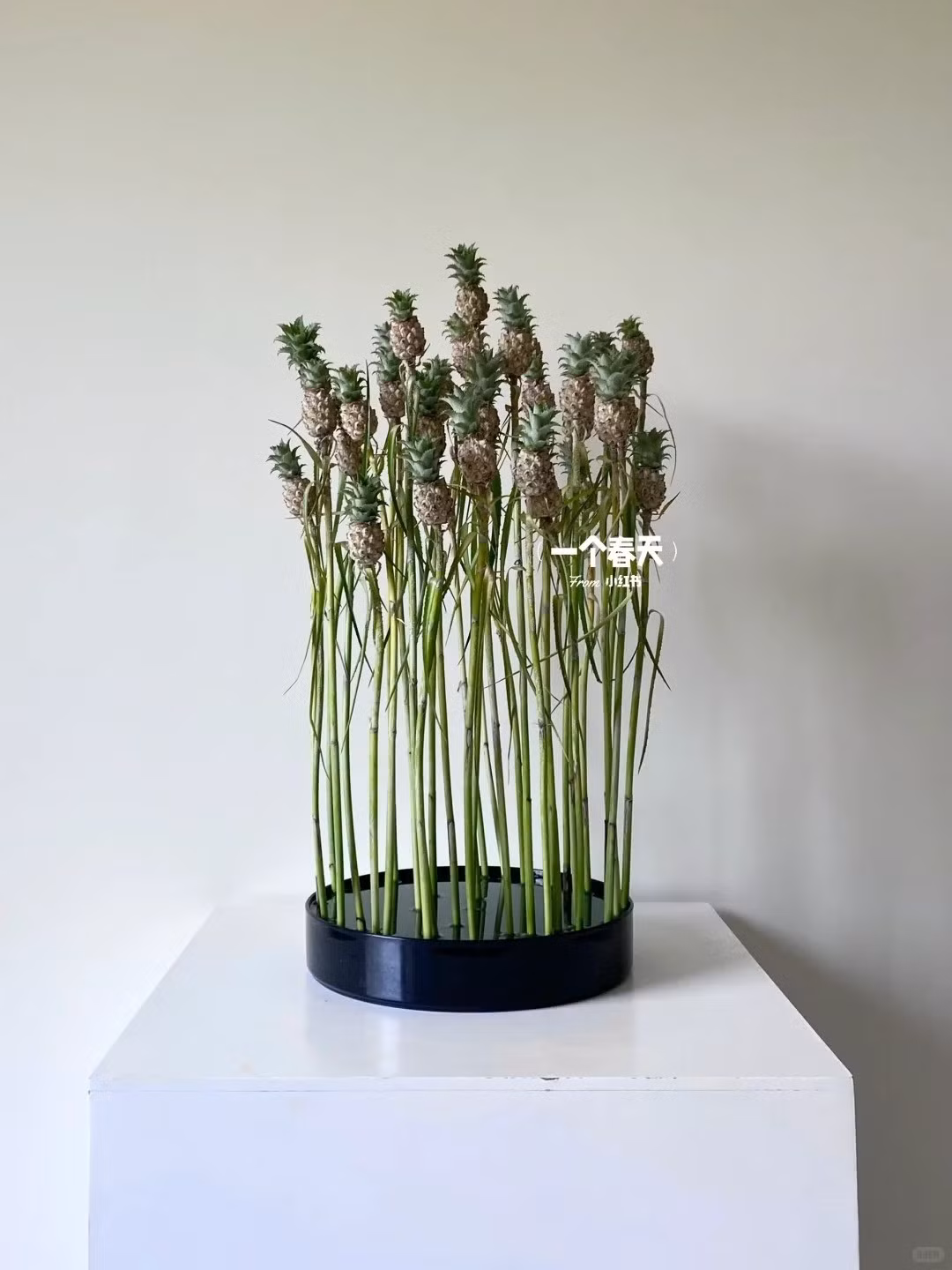 Trong khi dứa nhà nông thường có lá dài và đầy gai nhọn hoắt, dứa cảnh mini lại sở hữu những chiếc lá êm ái, không có gai. Ảnh: Tiktok