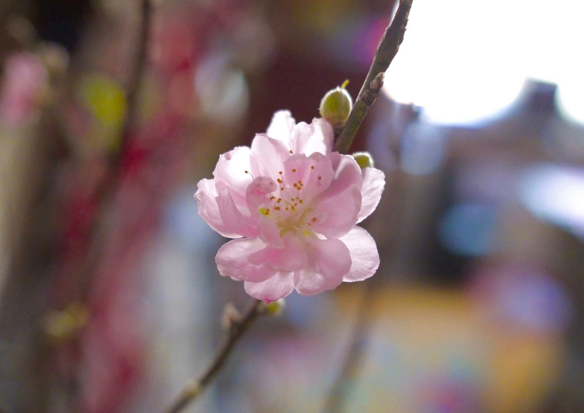 Dịp Tết Bính Ngọ 2026, Lý Quí Khánh thử nghiệm đào phai kép, mang đến cảm giác mới. Ảnh: FB Lý Quí Khánh