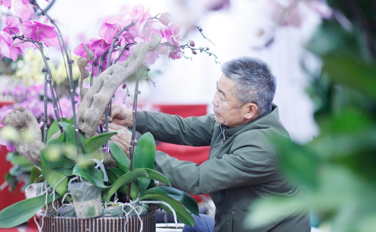 Mỗi người thợ có thể cắm được từ 100 - 200 cành/ngày. Mỗi ngày, người thợ có thể kiếm được 4 - 5 triệu đồng, đặc biệt thợ giỏi có thể kiếm được nhiều hơn. Ảnh: Tiền phong