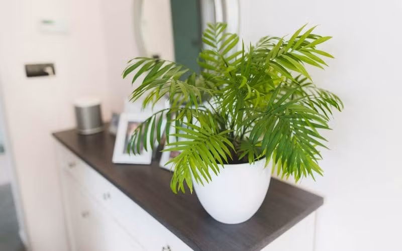 Trưng bày cau tiểu trâm trong nhà hay trên bàn làm việc được tin là giúp thu hút tài lộc, may mắn và hỗ trợ công việc hanh thông. Ảnh: Bachoaxanh