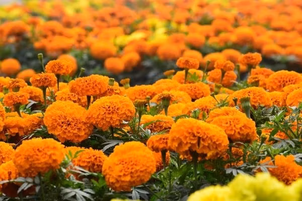 Ít ai biết, bộ rễ của cúc vạn thọ tiết ra hợp chất có mùi nồng đặc trưng khiến rắn phải tránh xa. Loại hoa này còn khá dễ trồng, nở rộ quanh năm và giúp thu hút bướm. Ảnh: Zencos