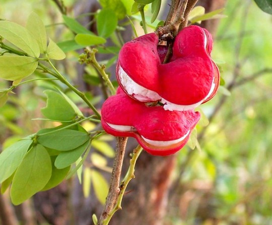 Me keo (hay còn gọi me nước, trái keo) là loại quả dân dã, quen thuộc với tuổi thơ nhiều thế hệ 7X, 8X miền Tây Nam Bộ. Ảnh: Cảnh quan Sohala