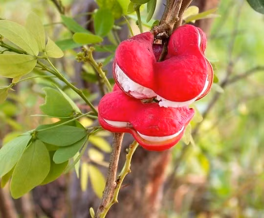 Me keo (hay còn gọi me nước, trái keo) là loại quả dân dã, quen thuộc với tuổi thơ nhiều thế hệ 7X, 8X miền Tây Nam Bộ. Ảnh: Cảnh quan Sohala