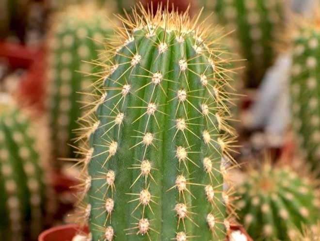 Gai nhọn của xương rồng khiến rắn bị tổn thương khi trườn qua. Ngay cả rắn độc cũng dè chừng trước các bụi xương rồng dày đặc. Ảnh: Internet