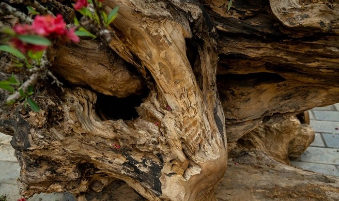 Phần gỗ được mua lại từ người dân với giá khoảng 100 triệu đồng, là loại gỗ khai thác từ suối, có độ cứng cao. Ảnh: Znews