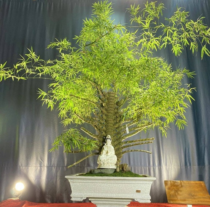 Đặc biệt, những phôi tre quái dị, độc đáo, có hình dáng phức tạp (như có u cục, nhiều tay cành) giá lên đến vài trăm triệu đồng. Ảnh: Arttimes