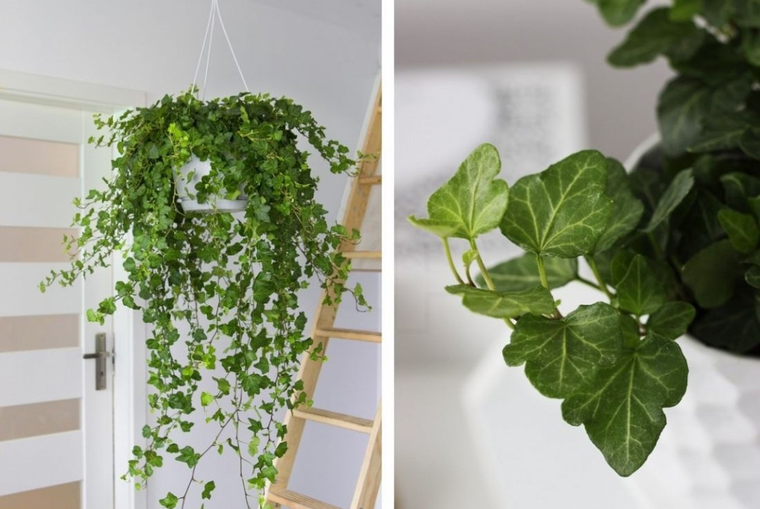 Cây thường xuân cũng được đánh giá cao về khả năng sống trong bóng râm và làm sạch không khí. Ảnh: Internet