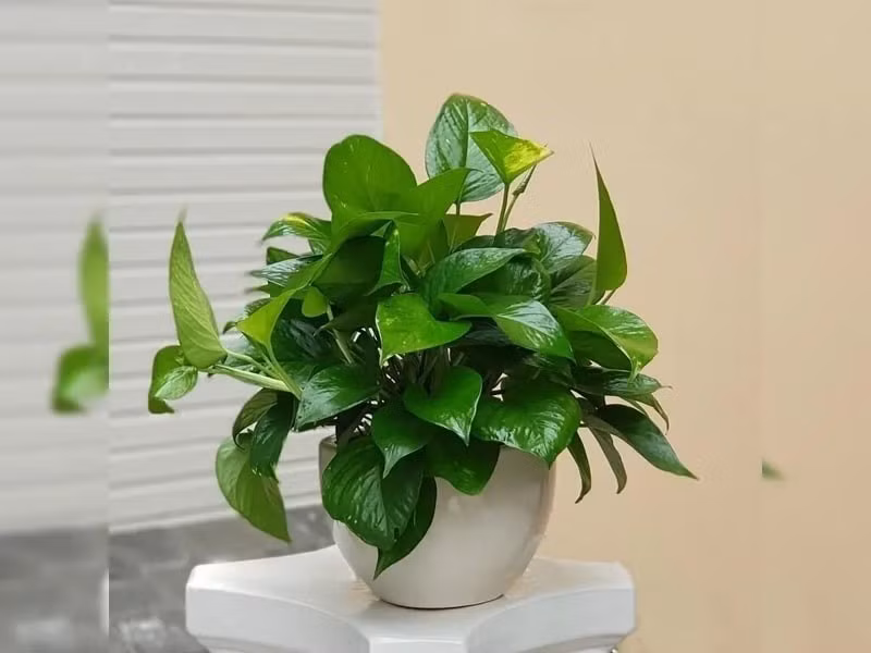 Trầu bà giúp giảm bụi mịn trong không khí, hạn chế nấm mốc và tạo cảm giác thư giãn cho người sống trong nhà. Ảnh: Internet