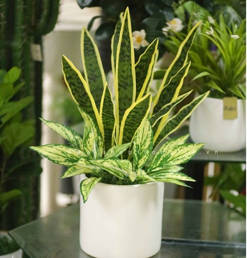 Cây lưỡi hổ có khả năng sống tốt trong môi trường ánh sáng yếu, thậm chí chỉ cần ánh đèn điện. Ảnh: Shoptrangtri