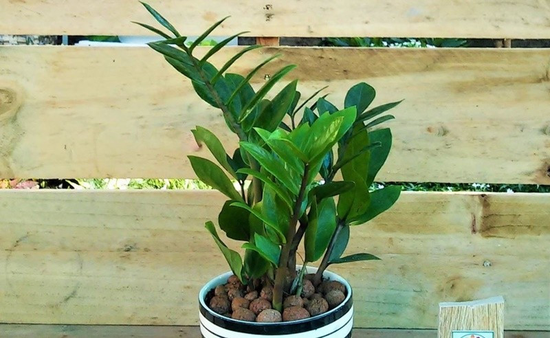 Cây có khả năng hấp thụ khí độc, giảm mùi hôi và tạo cảm giác dễ chịu cho không gian sống. Ảnh: Nhathuocankhang