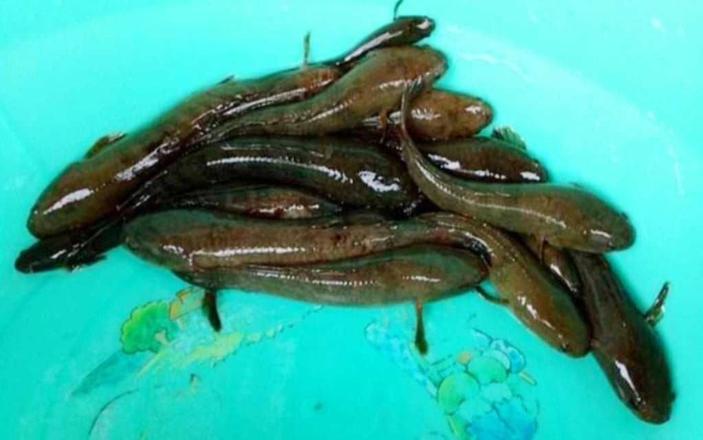 Do bị khai thác ồ ạt để phục vụ du khách, cá chành dục dần khan hiếm, đẩy giá lên cao. Ảnh: Dân Việt