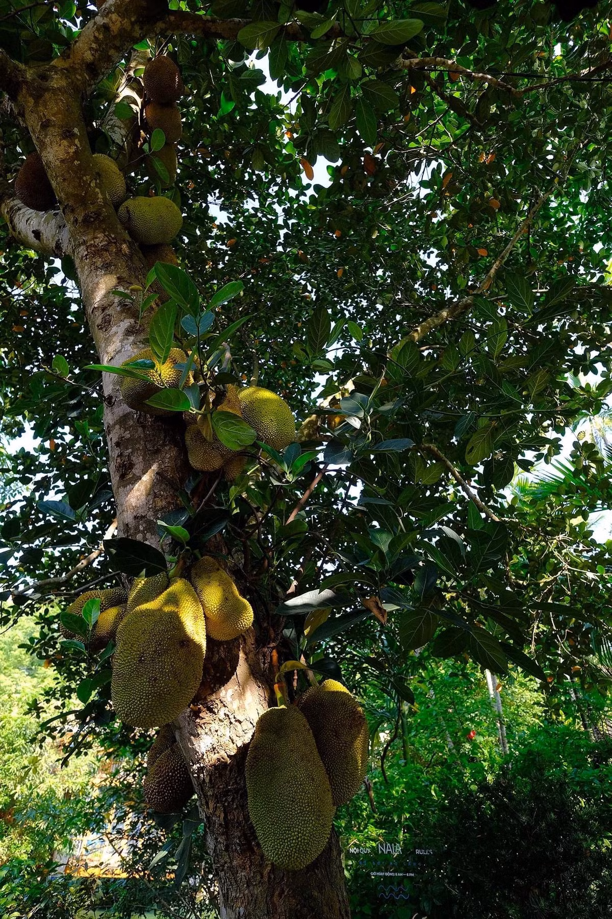 Bao quanh không gian nghỉ dưỡng là vườn cây ăn trái đủ loại như mít, bưởi, roi...Ảnh: Facebook