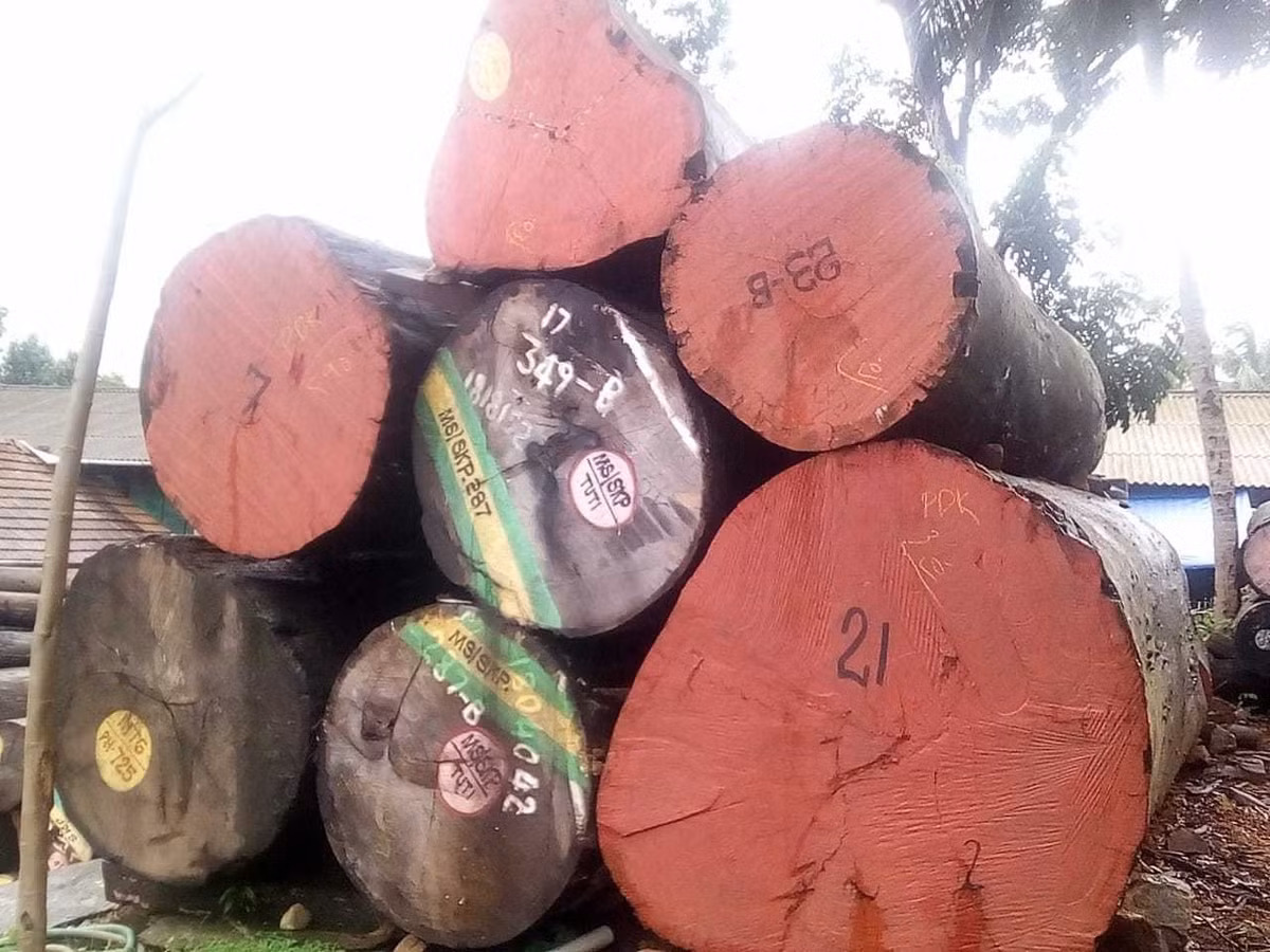 Khác với nhiều loại gỗ quý khác, cẩm tím toát ra mùi giống như tre ngâm lâu ngày trong nước. Chính mùi khó chịu này giúp gỗ cẩm tím có thể hạn chế côn trùng tiếp cận và làm hại. Ảnh: IndiaMART