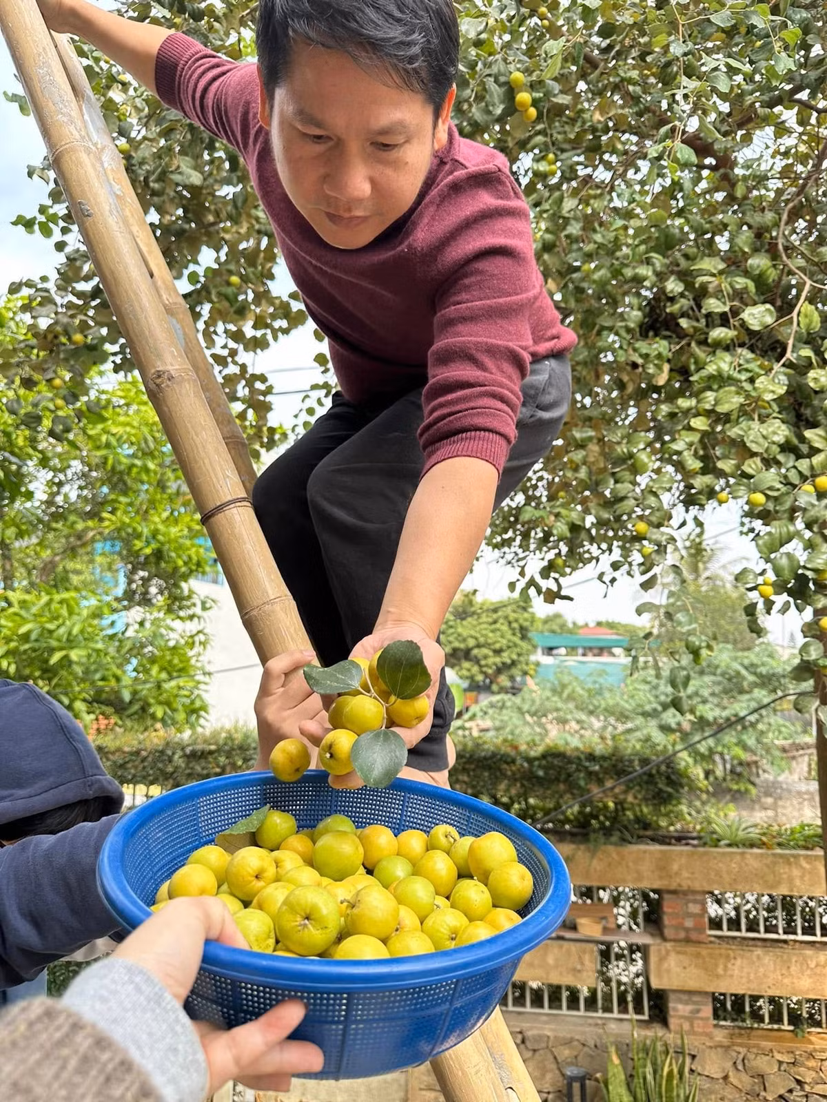 Trọng Tấn thu hoạch táo trong khu vườn. Ảnh: FBNV
