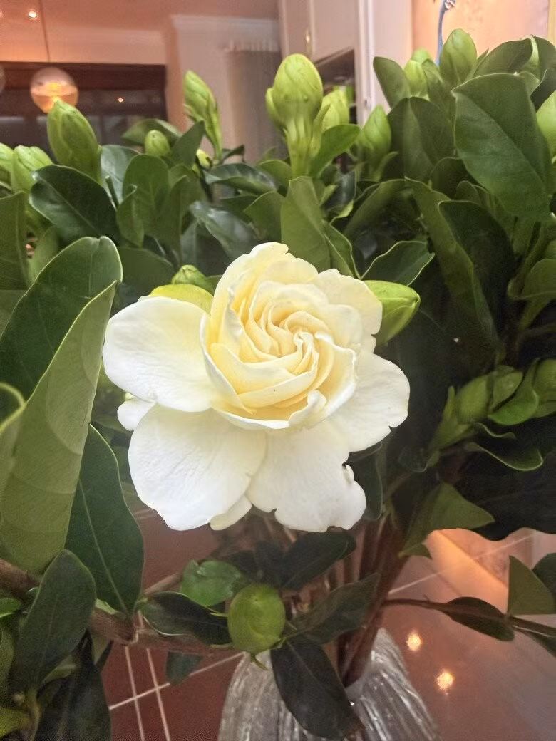 Góc nhỏ lãng mạn với đóa dành dành trắng ngần giữa tán lá xanh thẫm. Ảnh: FB Nguyễn Thanh Vân