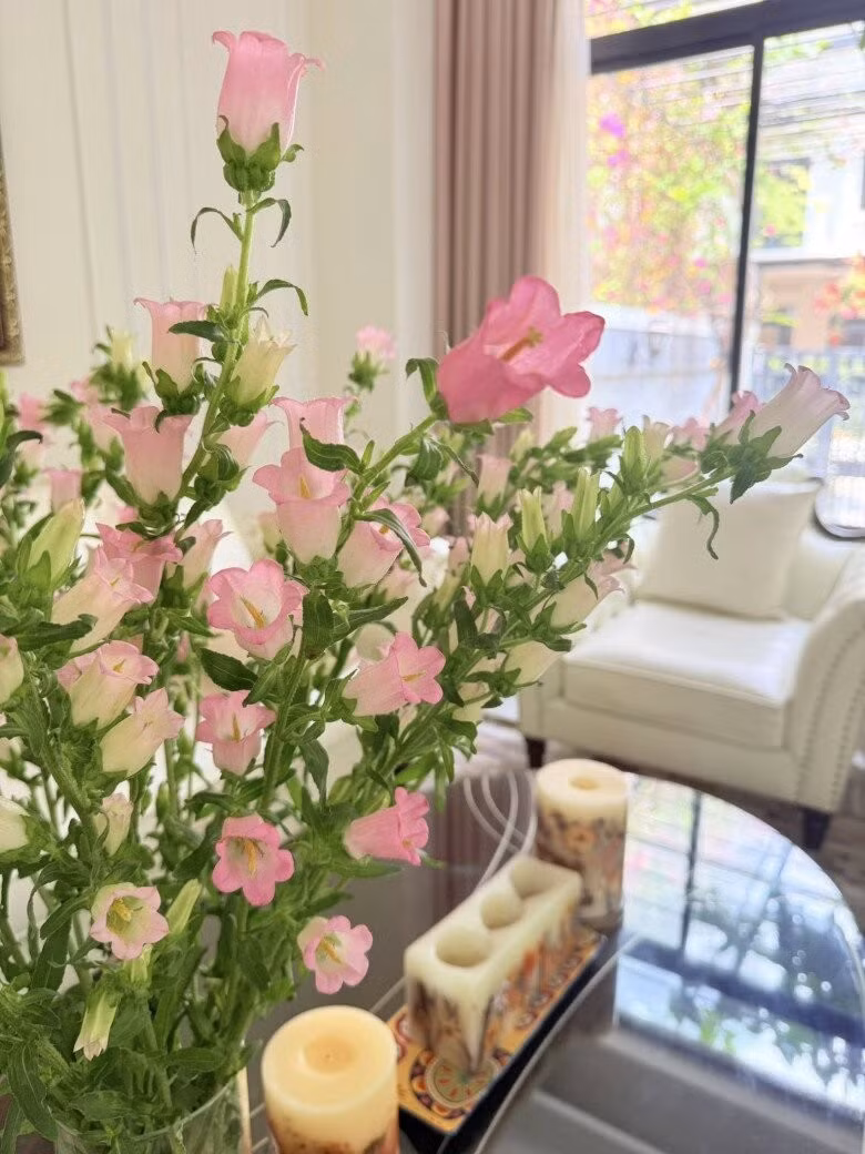 Hoa chuông với sắc hồng dịu dàng bên khung cửa. Ảnh: FB Nguyễn Thanh Vân