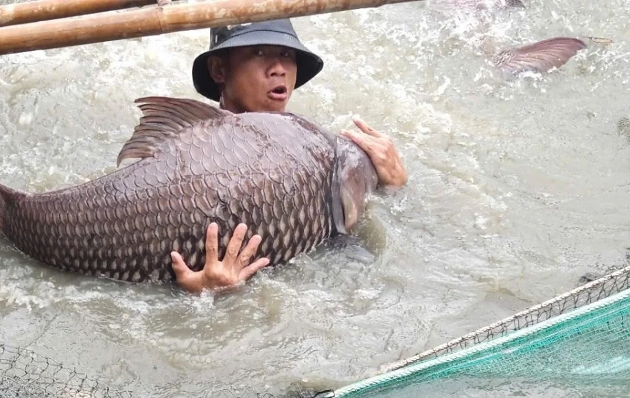 Với ao nuôi diện tích 500-700m2, doanh thu mỗi vụ có thể đạt vài trăm triệu đồng. Sau khi trừ chi phí, người nuôi lãi 100-200 triệu đồng/lứa. Ảnh: VOV