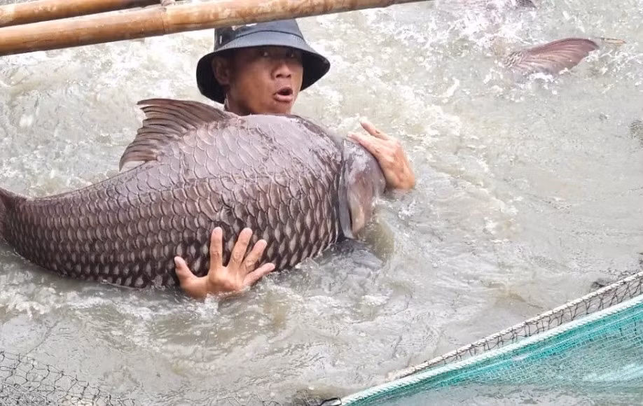 Với ao nuôi diện tích 500-700m2, doanh thu mỗi vụ có thể đạt vài trăm triệu đồng. Sau khi trừ chi phí, người nuôi lãi 100-200 triệu đồng/lứa. Ảnh: VOV