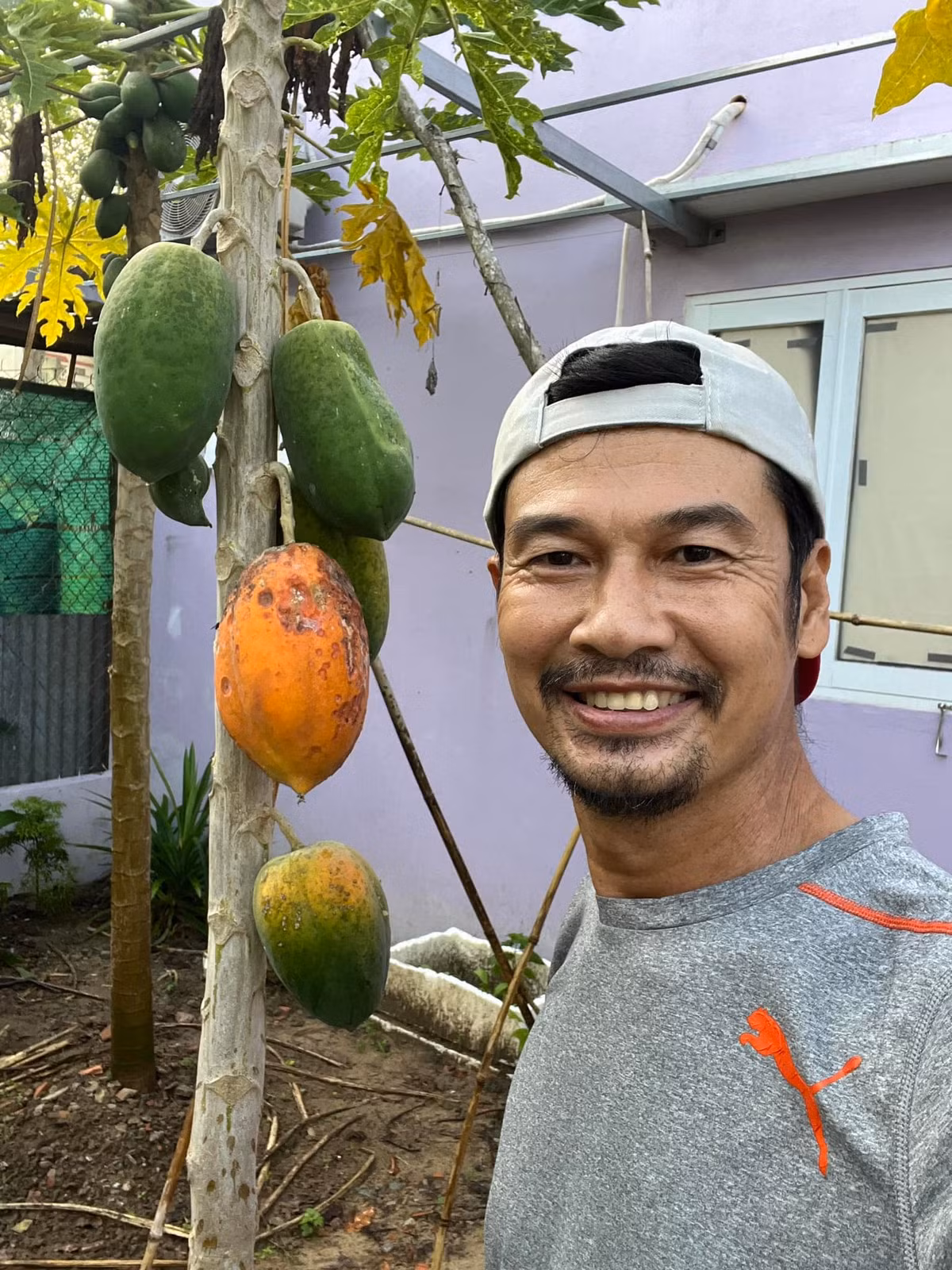 Đu đủ chín cây chưa được thu hoạch. Ảnh: FBNV