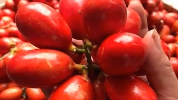 Có thời điểm giá quả máu 350.000 đồng/kg, thậm chí năm 2020 giá còn lên tới 500.000 đồng/kg. Nhiều khách mua 4-5kg cũng chi hết tiền triệu. Ảnh: Facebook