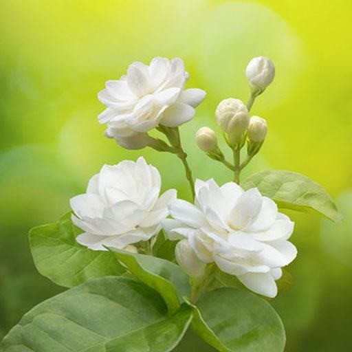 Vì vậy, nhiều gia đình không chọn hoa nhài để trưng trong nhà vào dịp đầu năm. Ảnh: May Flower