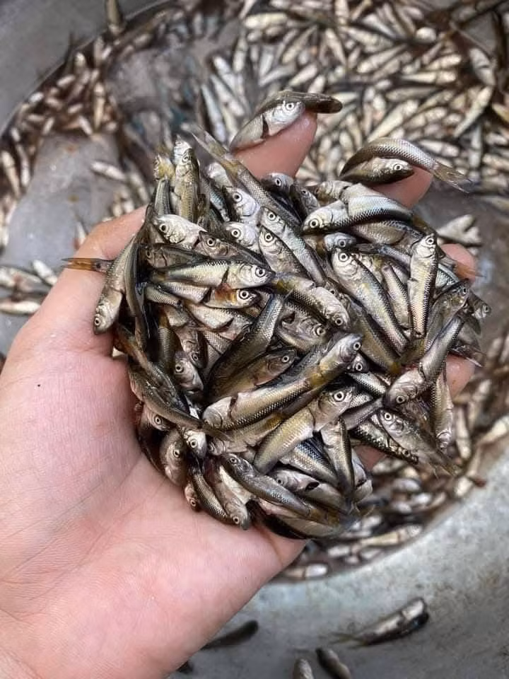 Cá linh non đầu mùa ngon và ngọt thịt nhất. Cá chỉ bé như đầu đũa nên xương mềm, bụng mỡ béo ngậy. Ảnh: Facebook