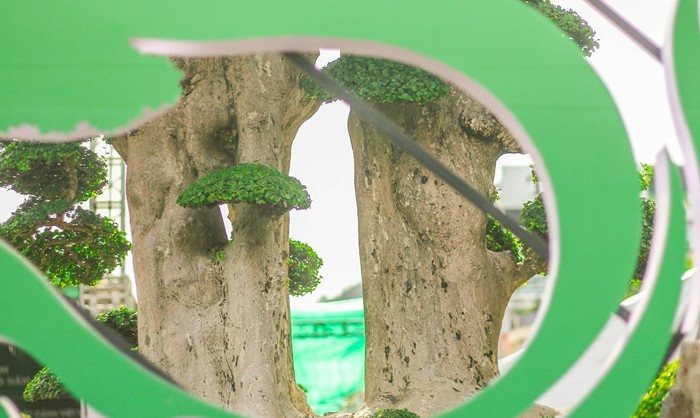 Cây duối liền nhau cùng một bệ nhưng có 2 thân. Ảnh: Tiền phong