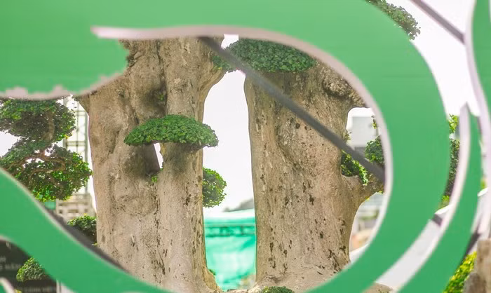 Cây duối liền nhau cùng một bệ nhưng có 2 thân. Ảnh: Tiền phong