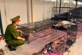 Hà Nội: Triệt phá đường dây trộm cắp, tiêu thụ hơn 300 con mèo
