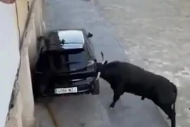 Bò tót hung dữ phá nát ô tô, hai người may mắn chạy thoát 