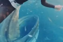 Nữ thợ lặn 45 tuổi suýt bị cá voi lưng gù nuốt chửng khi đang lặn