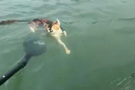 Phóng sinh mèo xuống nước để tích công đức ở Trung Quốc gây phẫn nộ