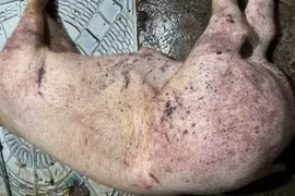 Công ty Cường Phát bán thịt lợn bệnh cho trường học Hà Nội bị khởi tố