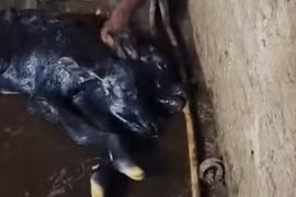 Cận cảnh trâu non mới sinh có hai đầu khiến nhiều người kinh ngạc