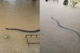 Kinh hoàng sinh vật bơi trong làn nước lũ khiến người dân khiếp sợ