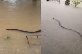 Kinh hoàng sinh vật bơi trong làn nước lũ khiến người dân khiếp sợ