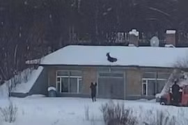 Cảnh tượng vừa kỳ lạ vừa thú vị trên nóc nhà phủ đầy tuyết 