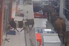 Đàn bò hàng chục con 'tấn công' một cửa hàng thiết bị điện