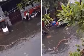 Trăn 'size khủng' bơi lội trên đường phố của điểm du lịch nổi tiếng nước Úc