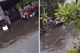 Trăn 'size khủng' bơi lội trên đường phố của điểm du lịch nổi tiếng nước Úc