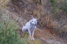 Hình ảnh hiếm về linh miêu Iberia lông trắng gây xôn xao cộng đồng