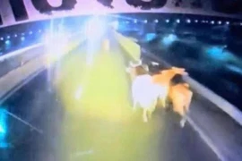 Đàn bò chạy loạn trên cao tốc vì rơi khỏi xe tải