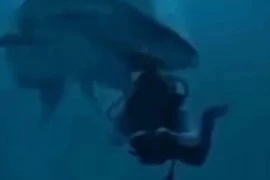 Thợ lặn thoát chết sau khi bị cá mập khổng lồ ngoạm đầu 